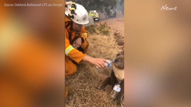 Thirsty koala bottle fed by CFS during Cudlee Creek blaze