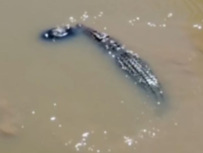 The video shows a large crocodile eating an animal in the Fitzroy River. Supplied: Minco de Bruin