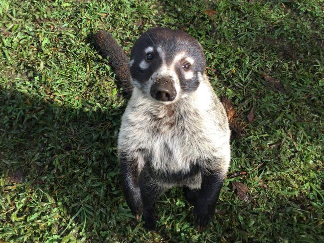 An extra friendly coatimundi poses for the camera at Monteverde. Picture: Gary Burchett