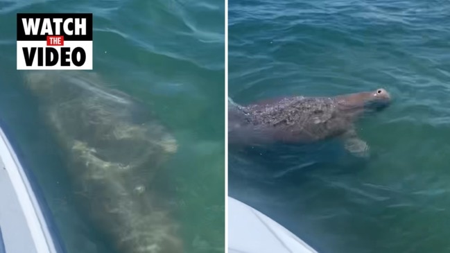 A Gold Coast man's fishing trip off Ephraim Island was cut short by a  curious dugong