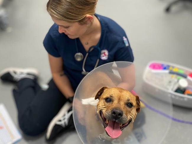 Bonnie is snake bite dog who was bitten by an eastern brown snake and treated, she made a full recovery.