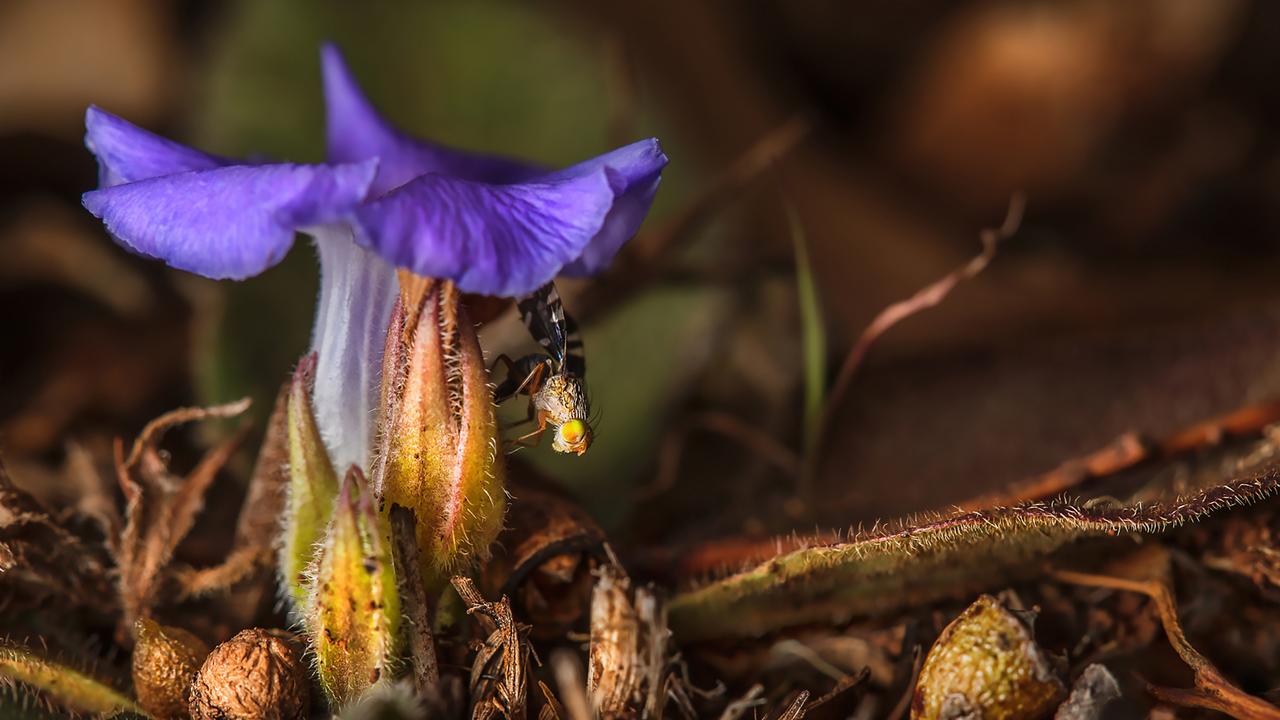 Outback in Focus photography competition finalist. Brunoniella Acaulis near Undarra Volcanic National Park, Mount Surprise, in North Queensland, photographed by Lianne Loach.