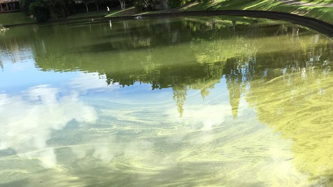 Lake Hugh Muntz has been beset by blue green algae.