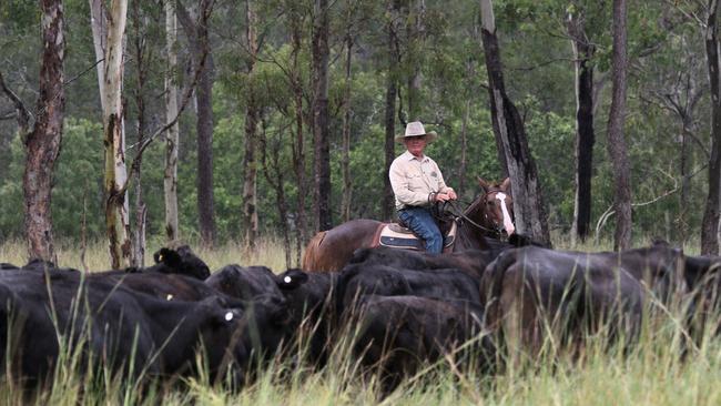 Peter with the herd.