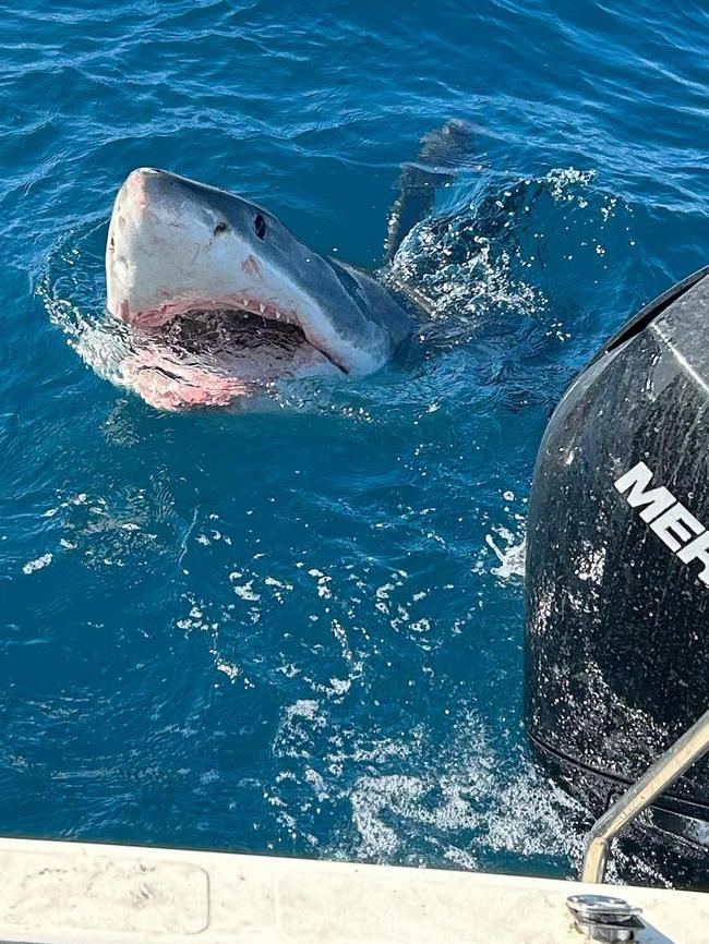 The great white shark then menaced the boat, biting at its motor. Picture: @isabella.sesto/ Instagram