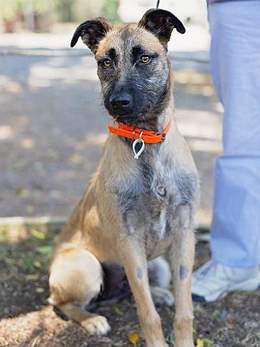 Kelpie clearance x wolfhound