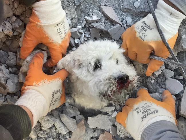 Rescuers extract a dog named Pamuk from the rubble of a collapsed building in Hatay on February 9, 2023, three days after a massive earthquake. Picture: AFP