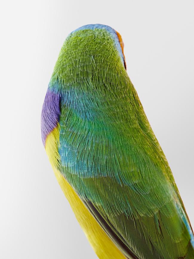 Christo Orange Headed Gouldian Finch. Picture: Lila Jeffries