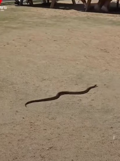 Another brown snake sighting at Grange golf course during LIV Golf. Picture: 7NEWS