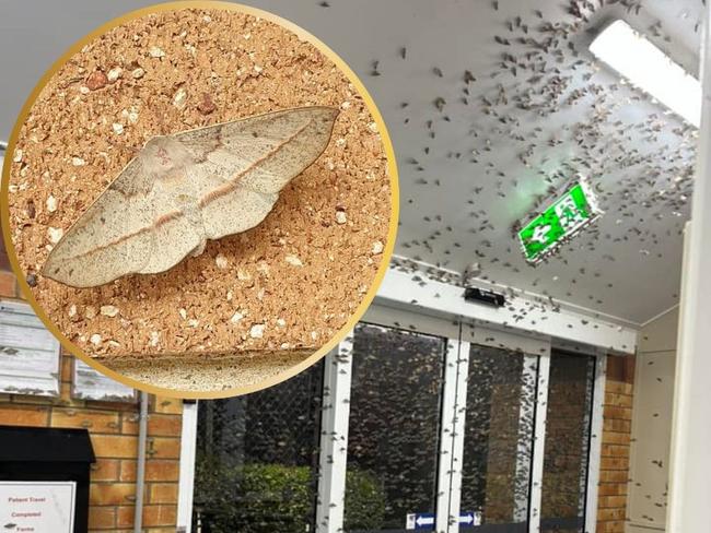 Moths have plagues parts of the South Burnett in recent days.