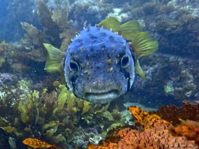 Cabbage tree bay is teeming with life. Picture: Elaine de Jager