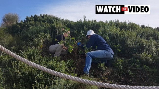 Weeding on Picnic Island in Tasmania