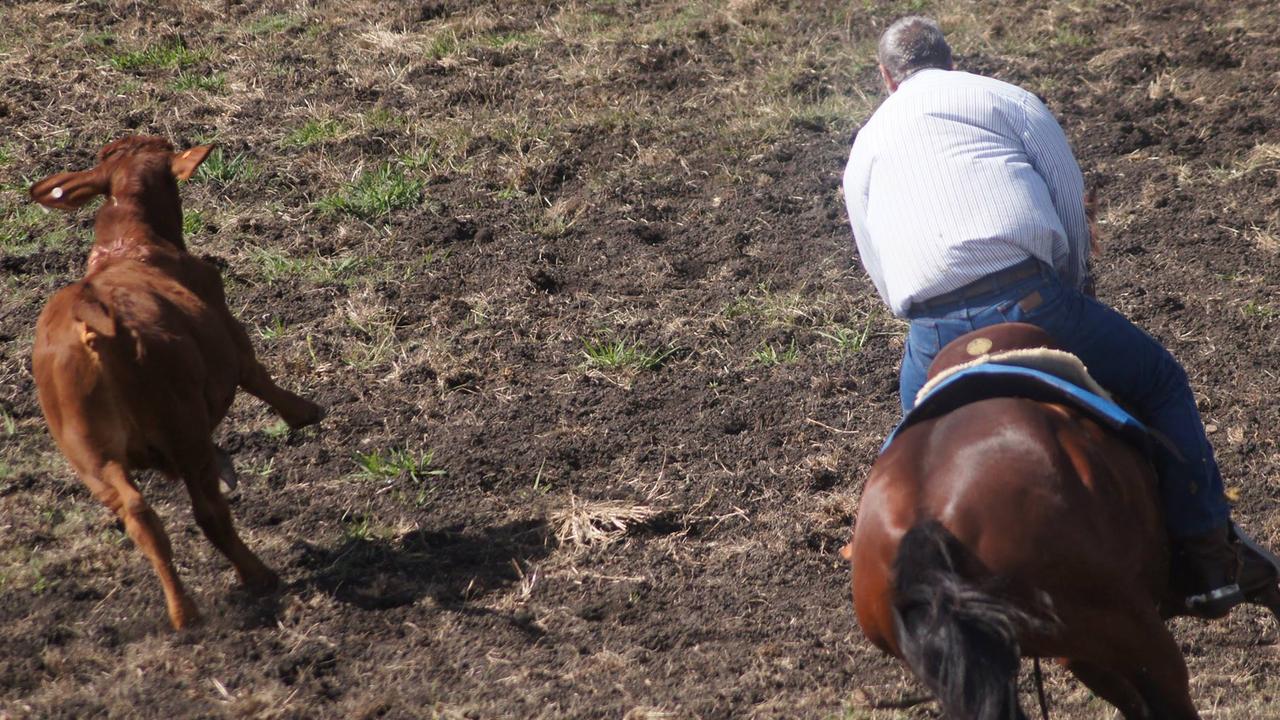 Dave Golding is a well respected member of the horse and campdraft community in Queensland.