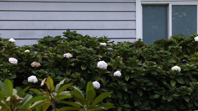 The hydrangea flowers in the yard of John and Tigi Coplestone in Palm Beach that were stolen by Annabelle Chapman. Picture: Jonathan Ng