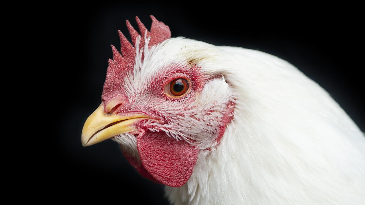 Chicken farmers targeted by new animal activist campaign