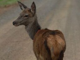NSW farmers freed up to tackle growing feral deer problem.