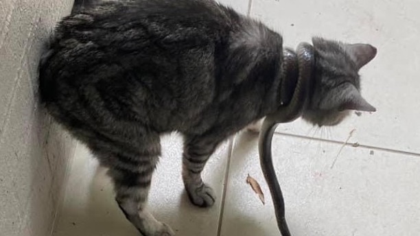 The cat was found with the deadly brown snake tightly coiled around its neck. Thankfully the cat was not harmed. Picture: Rebecca Daynes.