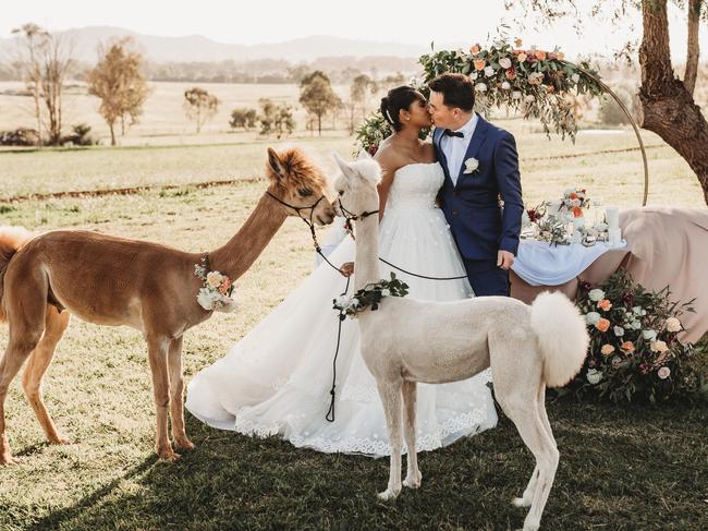 ** FOR DAILY TELEGRAPH USE ONLY. PLEASE SPEAK TO PIC DESK BEFORE USE ** Alpaca Kisses, are a unique wedding business who provide alpacas to couples to attend and photograph at their wedding.  Thilini & Danny on their wedding day. MUST CREDIT - Puzzleman Productions