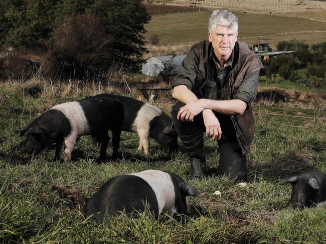 Gourmet farmer Matthew Evans with some of his Wessex Saddleback pigs on his farm in Glaziers Bay. Picture: ZAK SIMMONDS