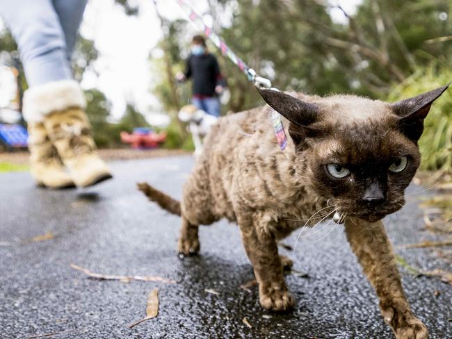 More people are walking their cats on a leash for their safety/to protect wildlife - part of the cat curfew story. Catherine Birch with her cat Bubby, a 9yo Devon Rex with no teeth. Picture- Nicole Cleary