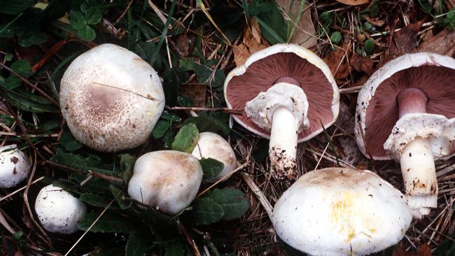 Magaricus zanthodermis, also known as yellow-stainer mushrooms.