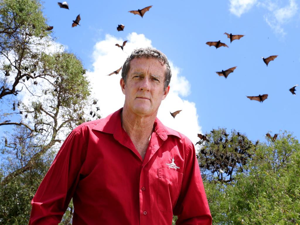 Charters Towers Mayor Frank Beveridge with the large bat colony roosting in Lissner Park. Photographer: Liam Kidston