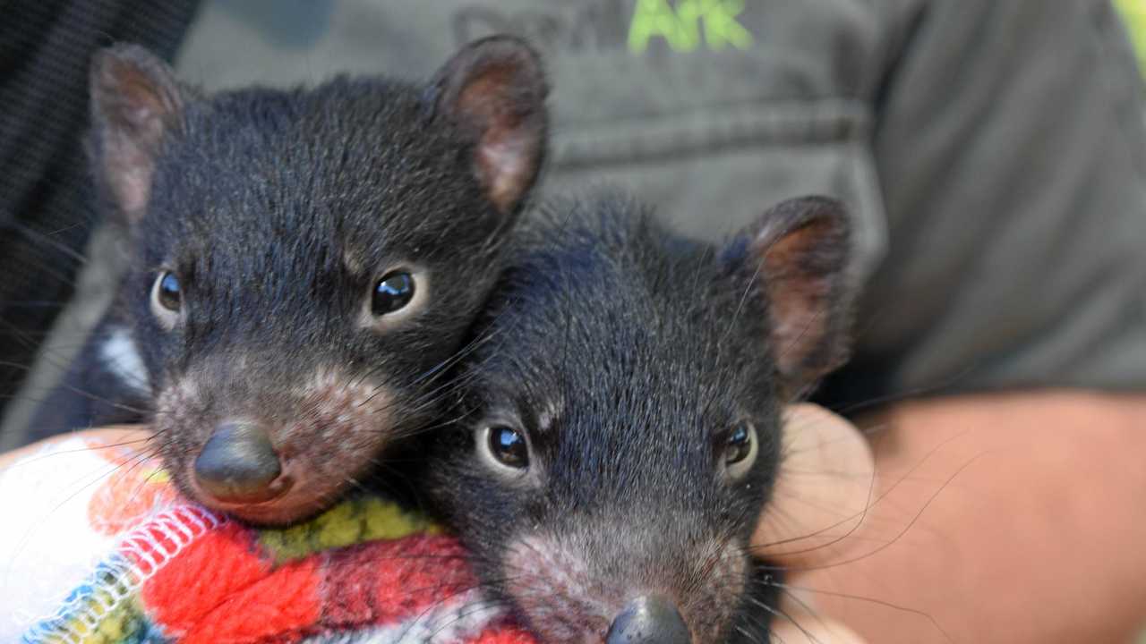 The fight to save our Tasmanian Devils | Daily Telegraph