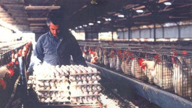 Edo Iori in his early 40s collecting eggs on his poultry farm.