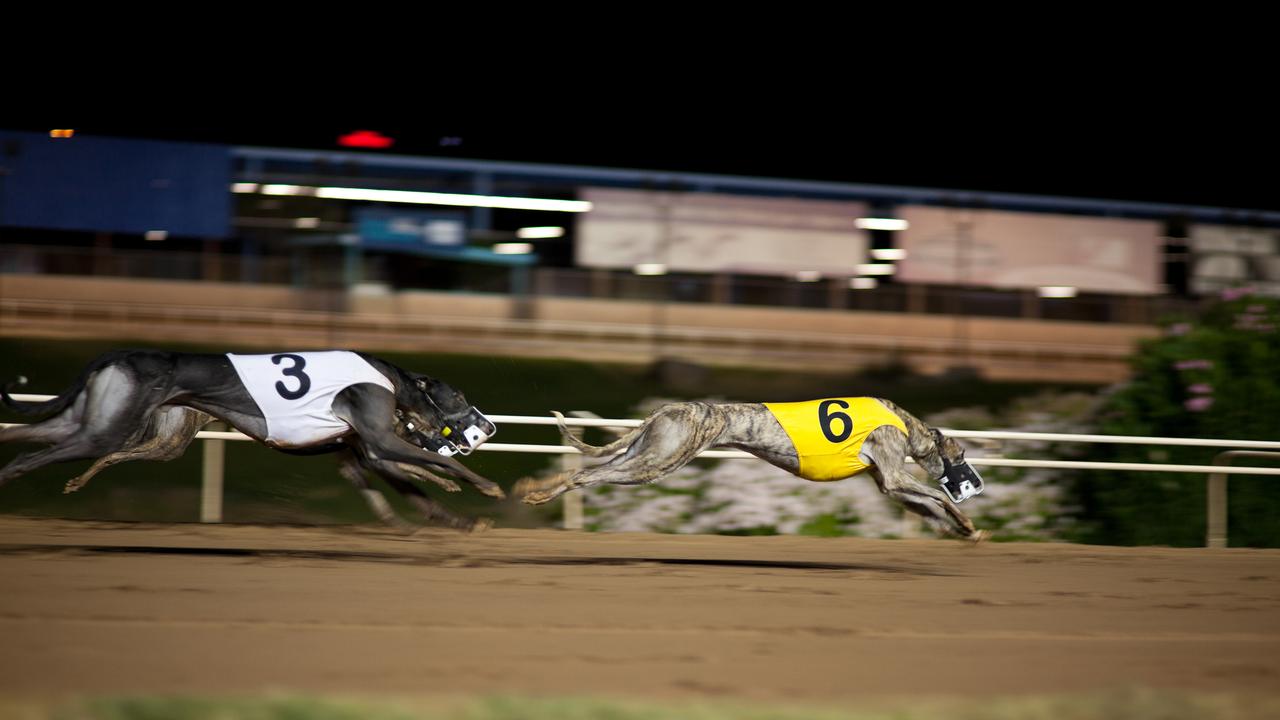 Greyhound racing. Picture: Generic/file photo, iStock