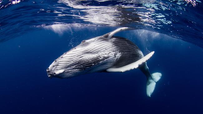 Humpback whales playing on surface in the blue between Tahiti and Moorea