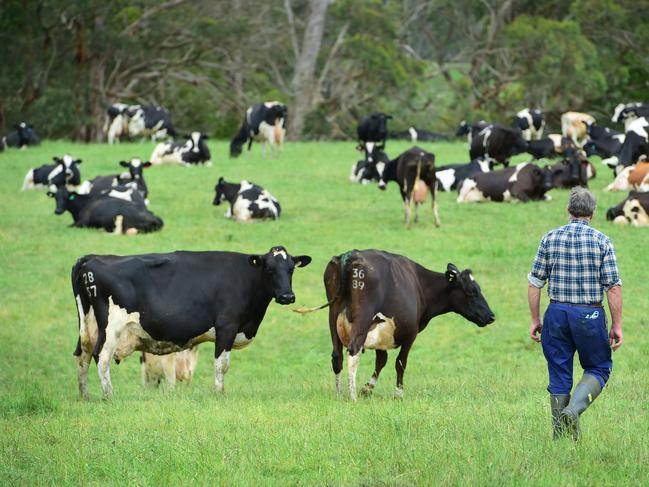 FOCUS: Graeme Cope dairy farmer Fish Creek.Pictured: Generic farmer and dairy cattle. PICTURE: ZOE PHILLIPS