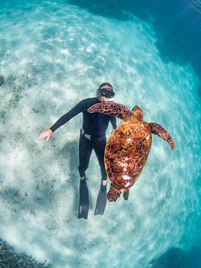 Tim Winton diving at Ningaloo. Photo: Violeta J Brosig / Blue Media Exmouth