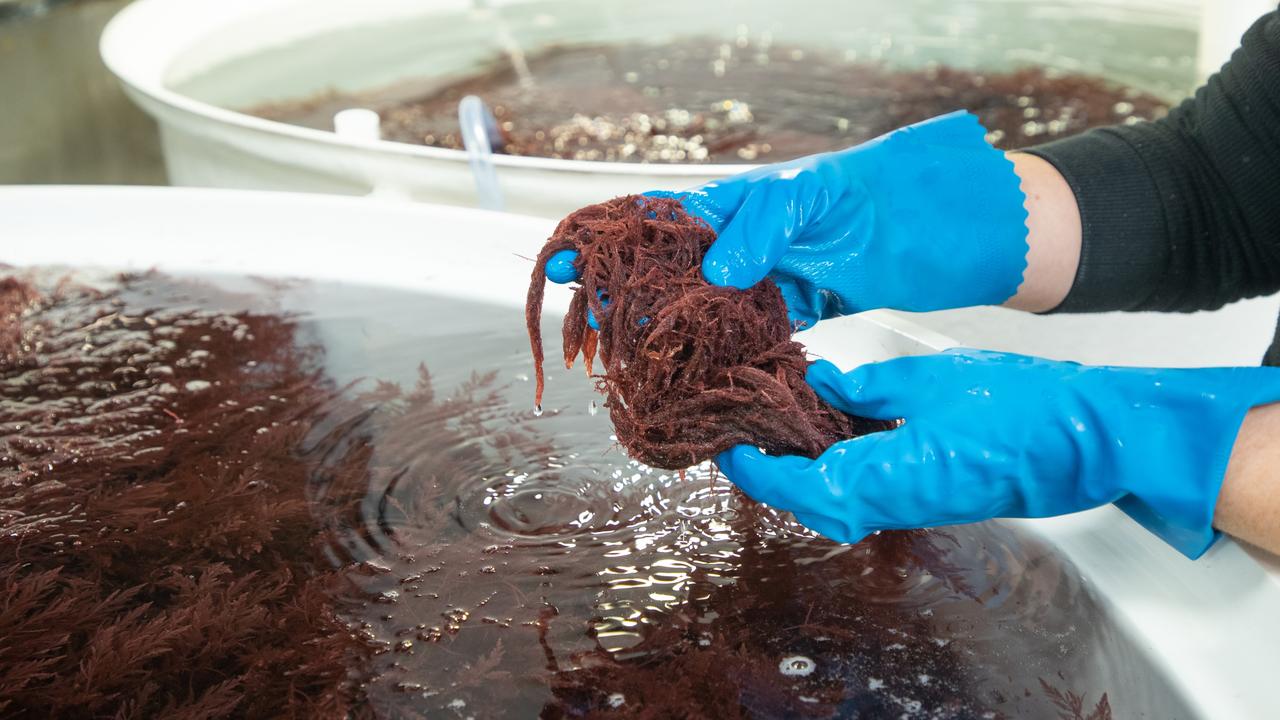 Seaweed offers new wave of feed