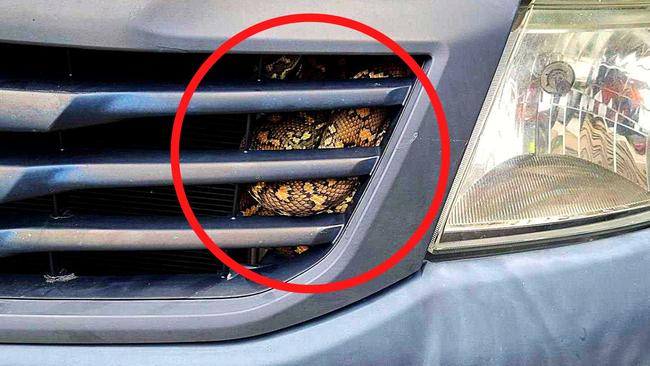 Check your car for snakes. A Coastal Carpet Python curled up inside the grille of a car.