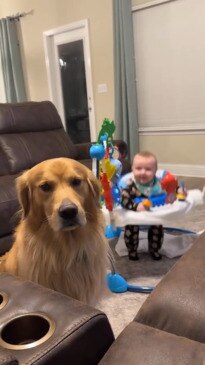 Golden retriever unbothered by baby's antics