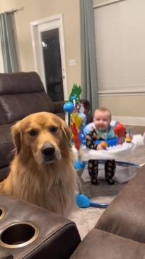 Golden retriever unbothered by baby's antics