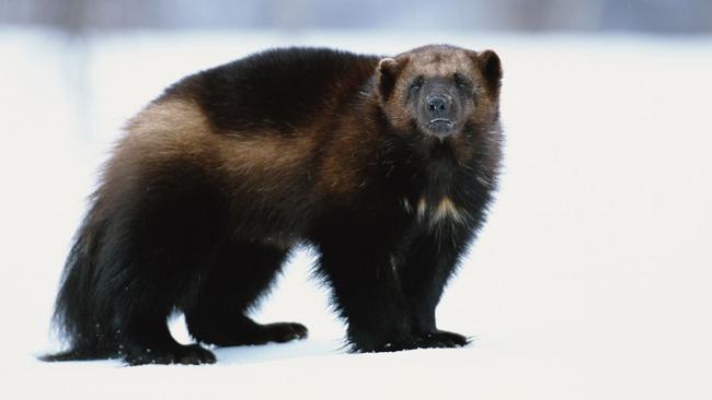 A real life wolverine. Picture: Planet Earth