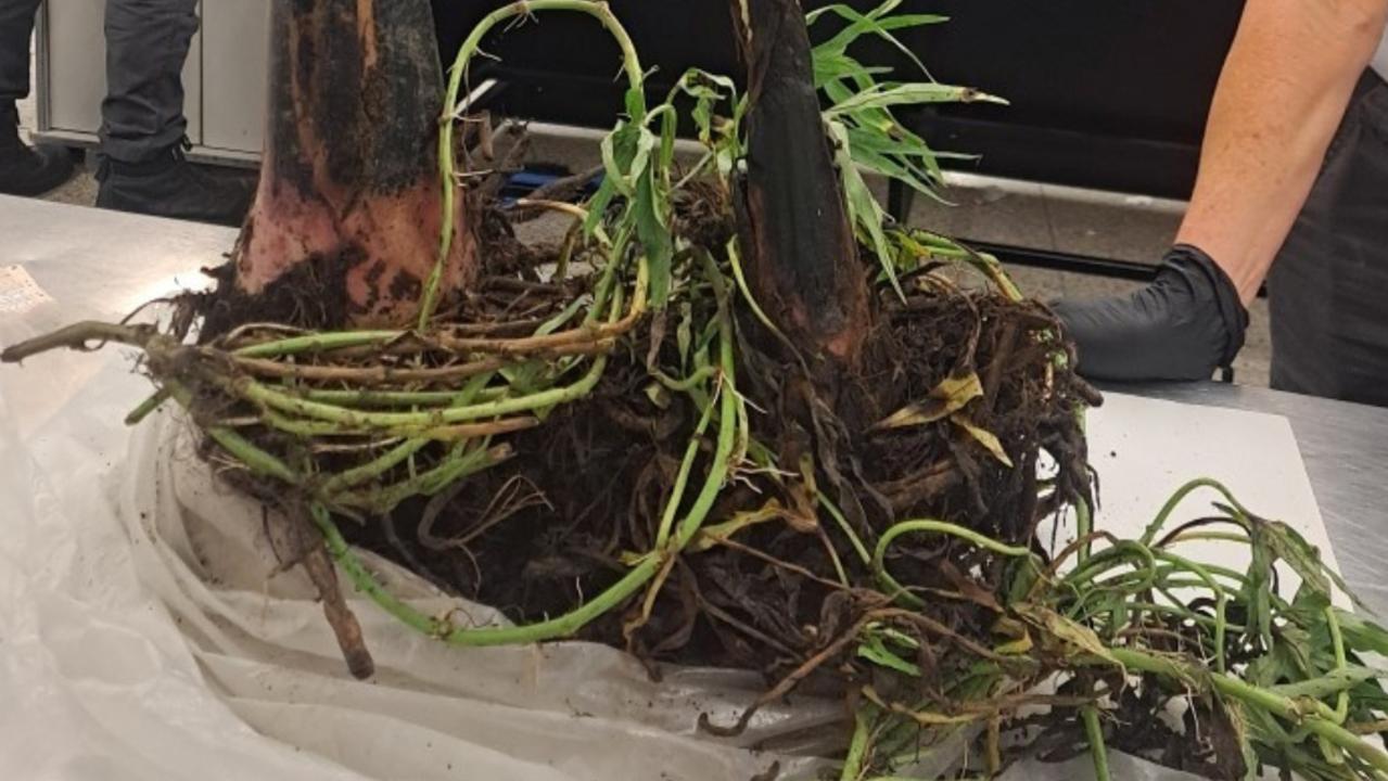 Banana plants were among the more unusual finds by biosecurity officers at Perth International Airport in 2023. Picture: DAFF