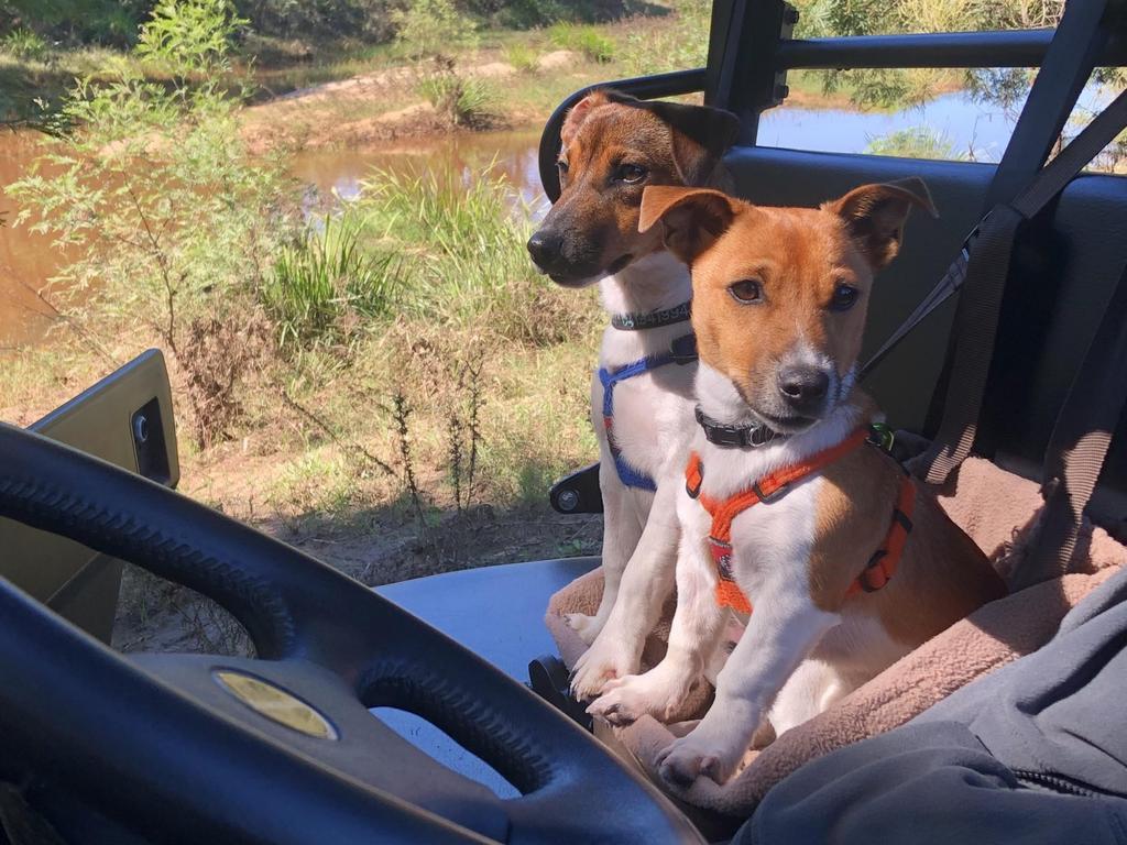 Country practice is pooch perfect