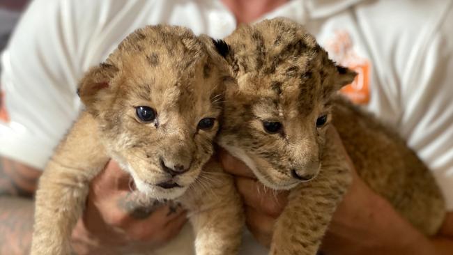 The adorable lion cubs at Mogo Wildlife Park. Picture: Supplied