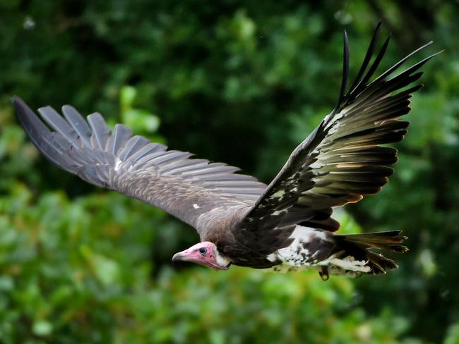 A hooded vulture flies in a park in Anna Paulowna on August 8, 2017. Picture: AFP PHOTO