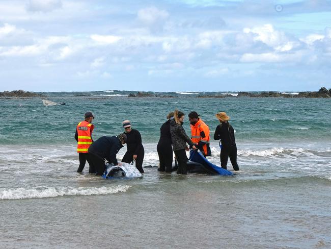 ‘Tasmania has proven to be a hotspot location for seeing mass strandings like this.’ (Photo by Handout / Department of Natural Resources and Environment Tasmania / AFP)