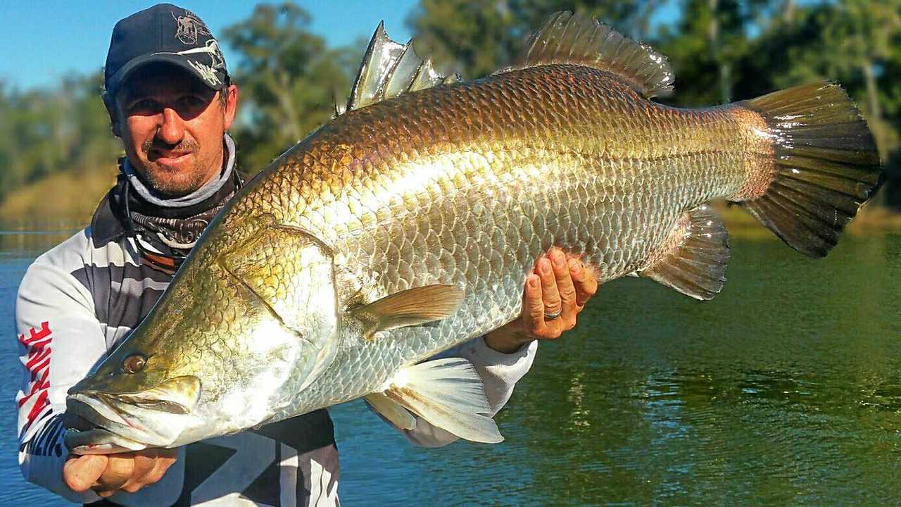 Barramundi open season is fast approaching | The Courier Mail