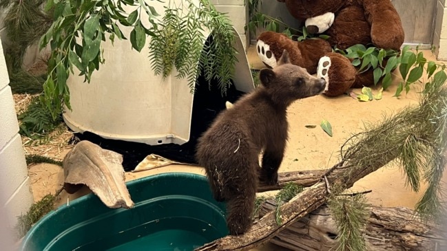 Brown Bear  San Diego Zoo Animals & Plants