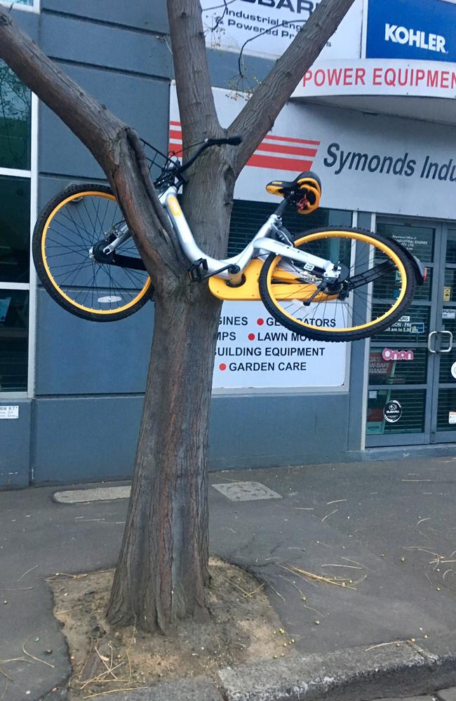 An oBike left on a tree in Melbourne. Picture: Ian Royall