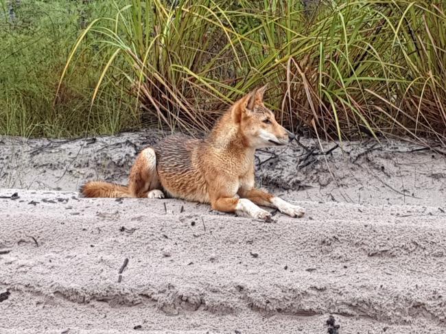 A dingo on Fraser Island.