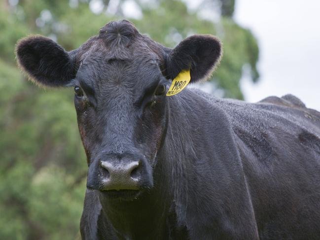 The main breeding cows and calves at Merelwood Angus, Mirboo North.Photo: DANNIKA BONSER