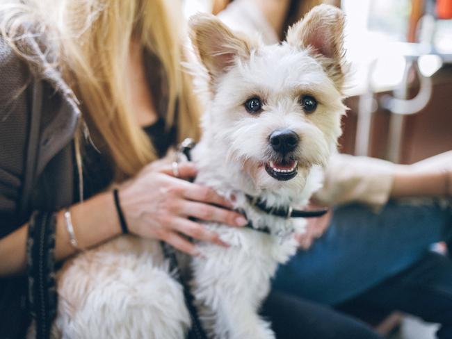 A small pup enjoying a ride with its owner on public transport. Picture: iStock