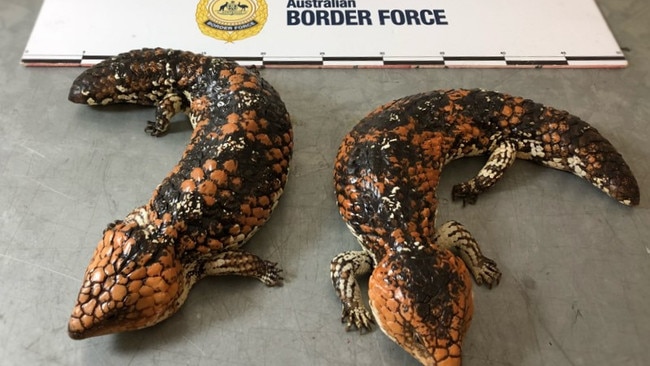 ABF detects native lizards being illegally exported. Picture: ABF