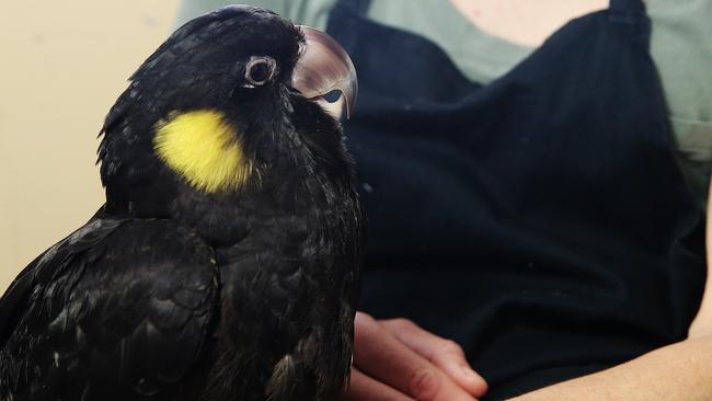 The black cockatoo chick found at Marrickville Park.